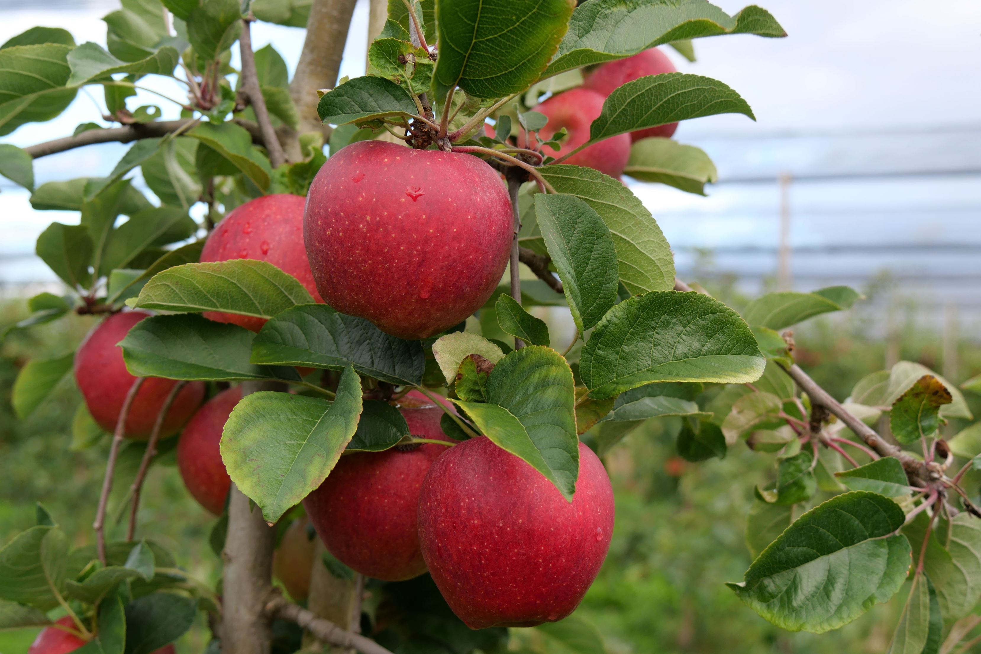 Äpfel Pilot vom Obsthof Kunz aus Ehrenkirchen-Offnadingen, 1 kg